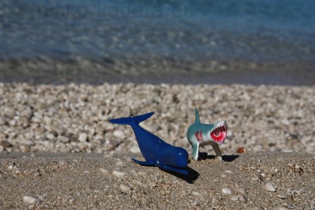 Aj v Chorvátsku majú žralokov - ale našťastie len hračkárskych