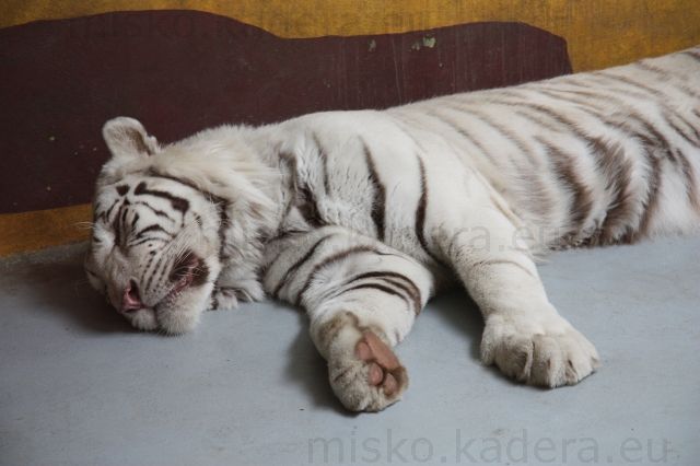 Biely tiger - mal svoj poobedný spánok