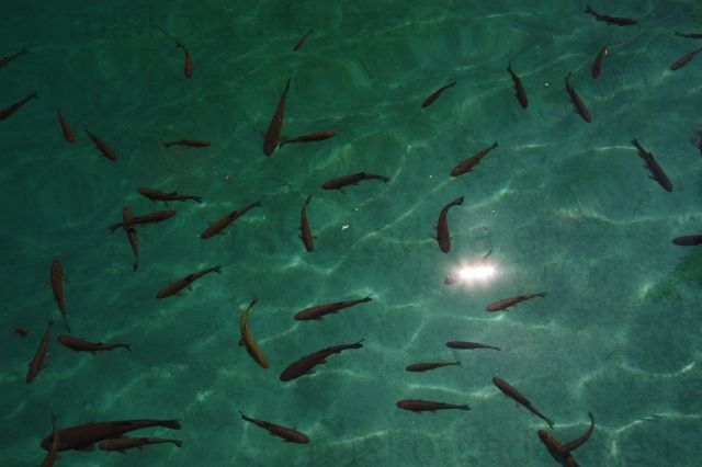 Rybky v plitvických jazerách