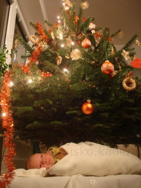 Vianočný darček - doniesli si ma domov, rovno pod stromček
