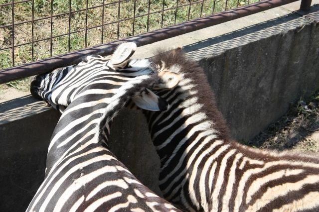 Zebry - hladajú čerstvejšiu trávičku, u seba si to už vyjedli