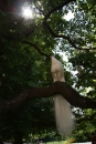 Biely páv - sedel na strome a škriekal :)
