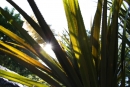 Slnečné lúče - presvitajú cez palmové listy